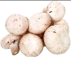 Button Mushroom for sale in Bareilly