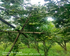Nagpuri Orange for sale in Nagpur