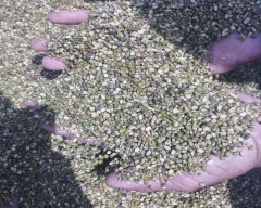 B Grade Quality Moong Dal for sale in Sri Ganganagar