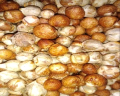 Normal Arecanut for sale in North 24 Parganas