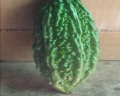 Hybrid Bitter gourd for sale in Unnao