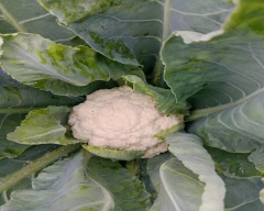Normal Cauliflower for sale in Pune