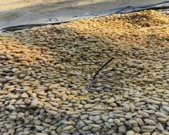 Bulb Turmeric for sale in Vizianagaram