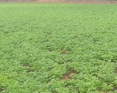 Normal Coriander Leaves for sale in Tirupur