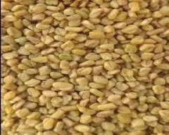 Normal Fenugreek for sale in Mandsaur