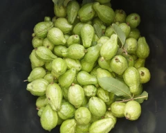 Normal Guava for sale in Bhavnagar
