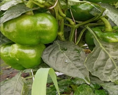 Normal Capsicum for sale in Aurangabad