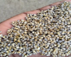 B Grade Quality Bajra for sale in Nandyal