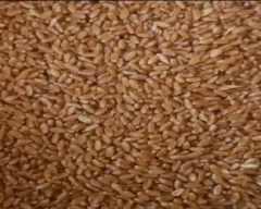 Normal Atta for sale in Auraiya