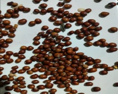 Indian Tur for sale in Nanded