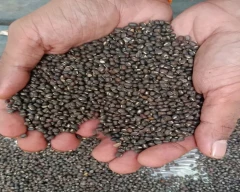 Black Urad for sale in Baran