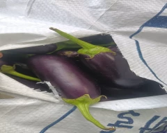 Normal Brinjal for sale in Jhansi