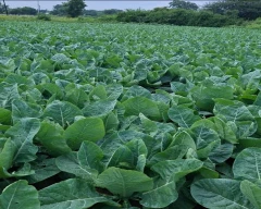 Normal Cauliflower for sale in Nashik