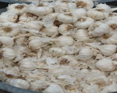 A Grade Quality Garlic for sale in Bhavnagar
