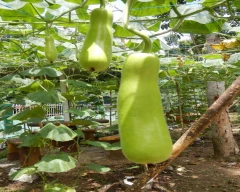 Normal Bottle Gourd for sale in Purulia