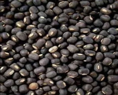 Black Urad for sale in Dharwad