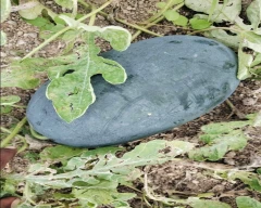 Melody Watermelon for sale in Dhule