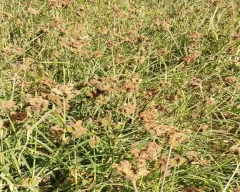 A Grade Quality Ragi for sale in Chikballapur