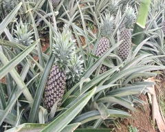A Grade Quality Pineapple for sale in Shivamogga