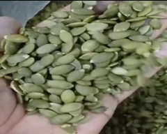 Normal Pumkin seed for sale in South West Delhi