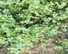 Normal Coriander Leaves for sale in Chhindwara