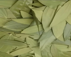 Other Bay leaf for sale in Ahmedabad