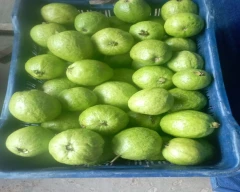 Hybrid Guava for sale in Solan