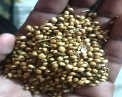Normal Coriander for sale in Mandsaur