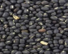Black Urad for sale in Mandsaur