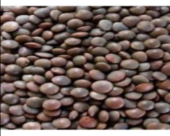 Normal Masoor for sale in Mandsaur