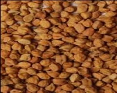 Normal Chana for sale in Mandsaur