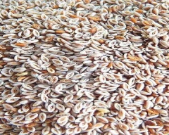 Normal Isabgul for sale in Mandsaur