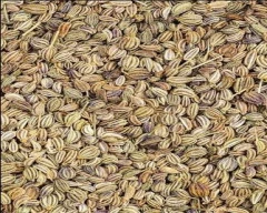 Normal Ajwain for sale in Mandsaur