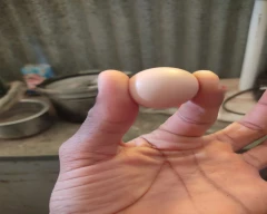 Desi Egg for sale in Tumakuru