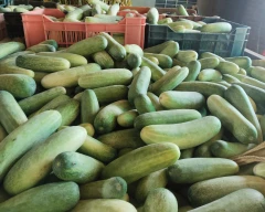 Normal Cucumber for sale in Jaipur