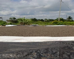 Natural Sunflower Seed for sale in Bagalkot