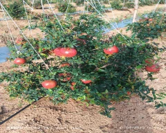 A Grade Quality Pomegranate for sale in Chikballapur