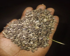 Black Urad for sale in Bhilwara