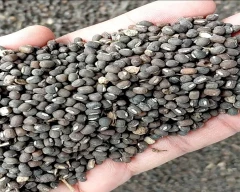 Indian Urad for sale in Damoh
