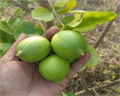 A Grade Quality Lemon for sale in Tiruchirappalli