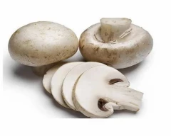 Button Mushroom for sale in Shajapur