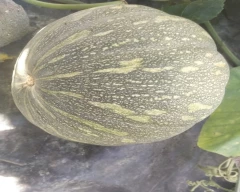 Other Pumpkin for sale in Bhilwara