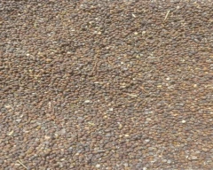 Indian Urad Dal for sale in Gwalior