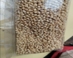 Normal Jowar for sale in Alirajpur
