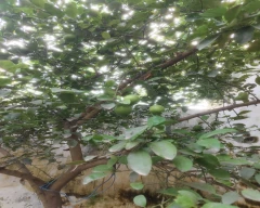 A Grade Quality Lemon for sale in Bareilly