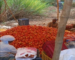 A Grade Quality Tomato for sale in Satara
