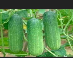 Other Cucumber for sale in Ranchi