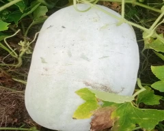 Normal Ash gourd for sale in Fatehpur