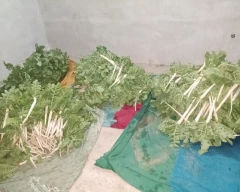 White Radish for sale in Mahendragarh