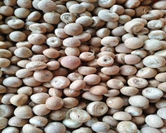 Dried Arecanut for sale in Uttara Kannada